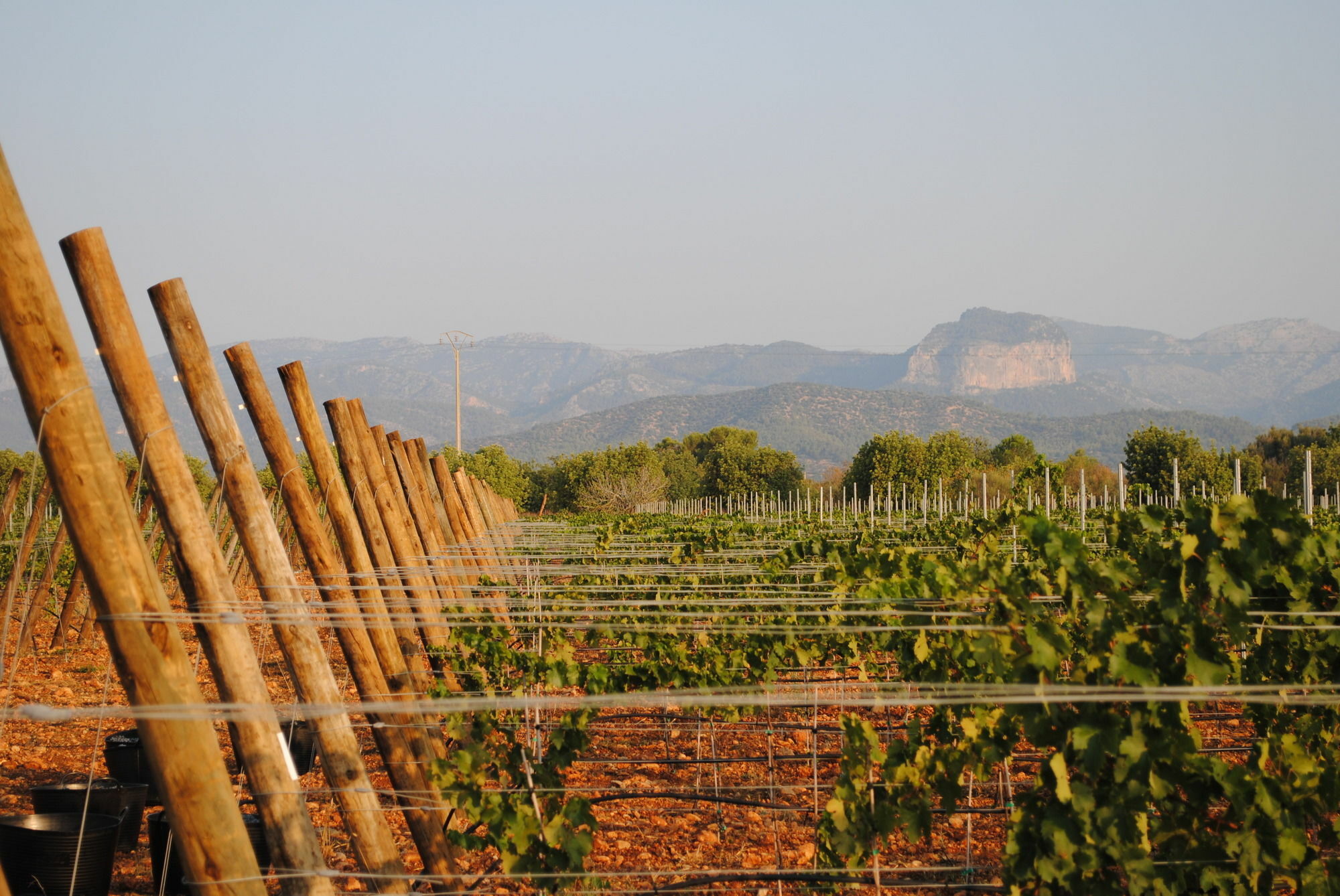 Weingut & Landhotel Can Davero บินิสซาเล็ม ภายนอก รูปภาพ