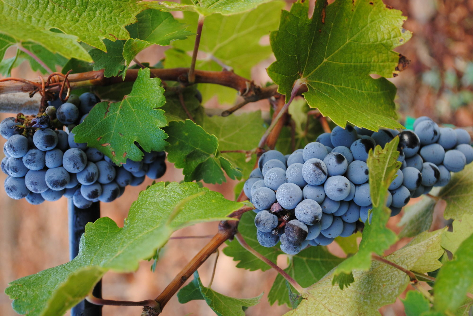 Weingut & Landhotel Can Davero บินิสซาเล็ม ภายนอก รูปภาพ