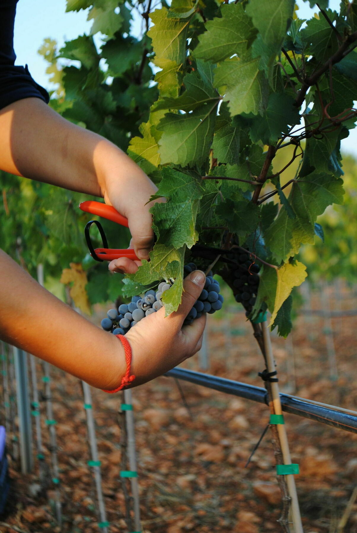 Weingut & Landhotel Can Davero บินิสซาเล็ม ภายนอก รูปภาพ
